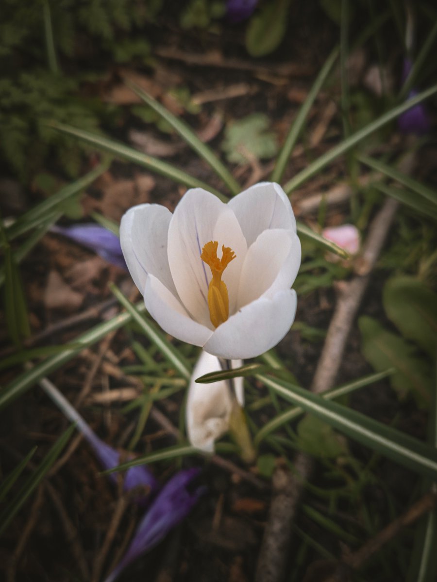 KankaMarcin's tweet photo. Day 127/365
a quiet bloom holds the morning light 🤍
spring unfolding in delicate silence 🌿
soft strength in the smallest details ✨#365challenge #365dayphotochallenge #springvibes #crocus #earlyspring #naturedetails #macro_mood #naturelovers #newbeginnings https://t.co/7pbZljwwYx