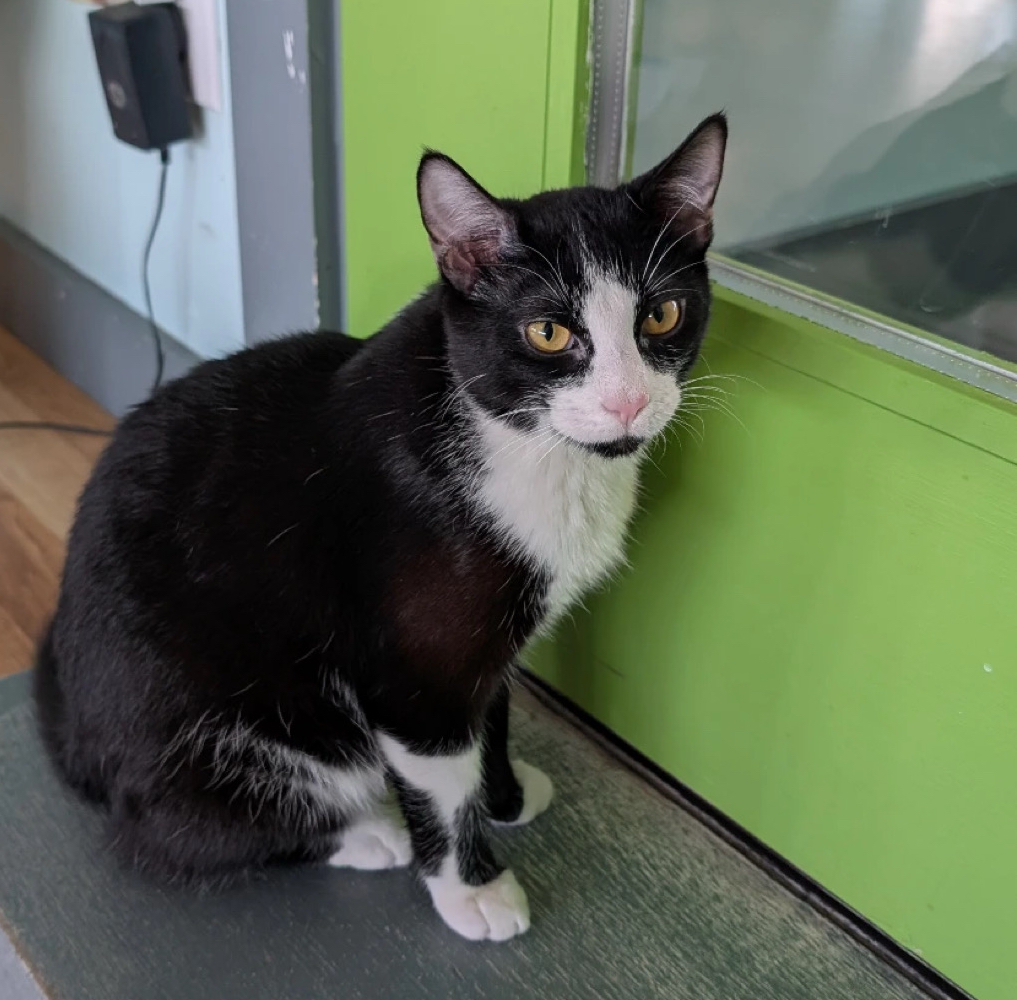 Peter Parker wanted for being the cutest escape artist😻Come visit and see if you’re able to enter the studio without letting Peter Parker out🕷️🐈‍⬛
Book meow at elgatocoffeehouse.com/bookmeow 😺 We are located at 508 Pecore St HTX
Open T, Th &amp; F 12:30-4:30pm; Sat 11am-5pm &amp; Sun 12-5pm