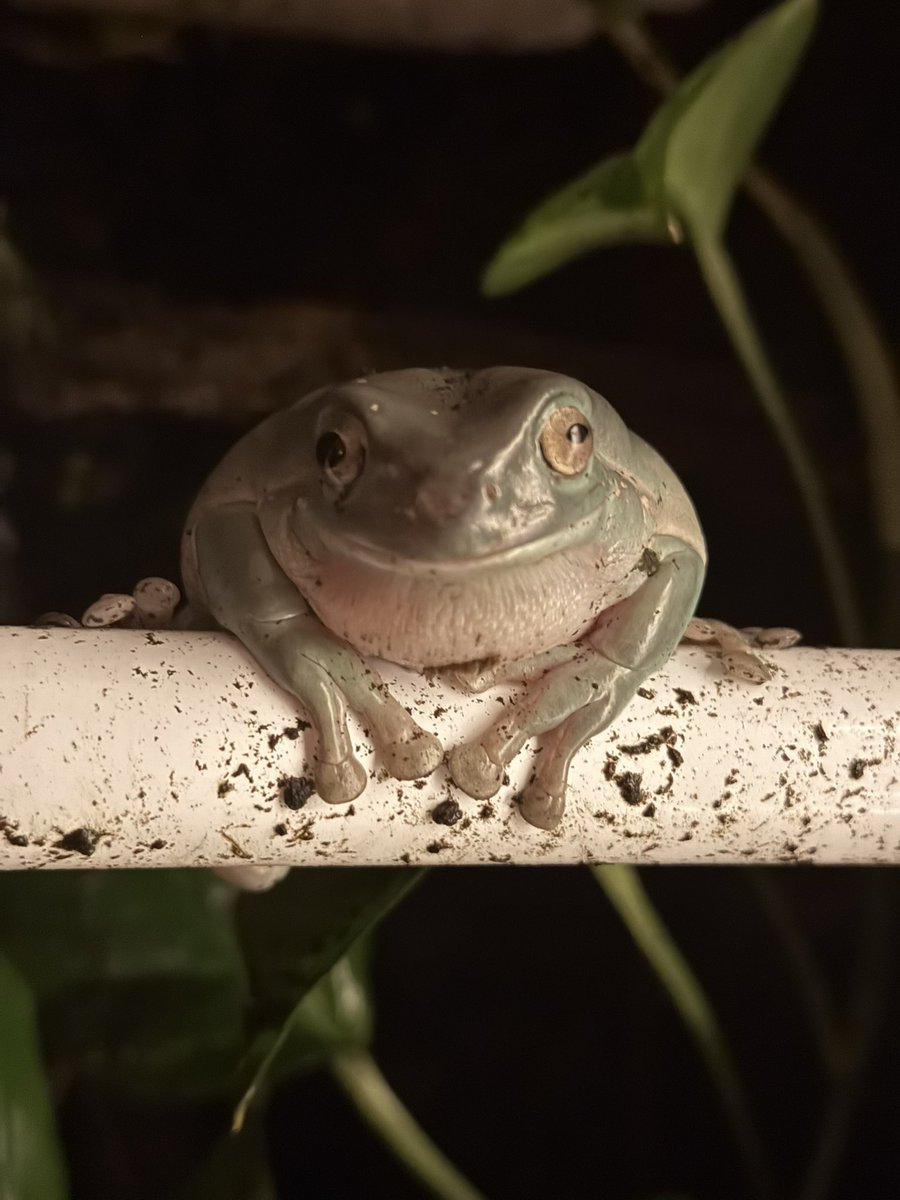 A_Big_Toad's tweet photo. Fat https://t.co/JD4pTtHvMd