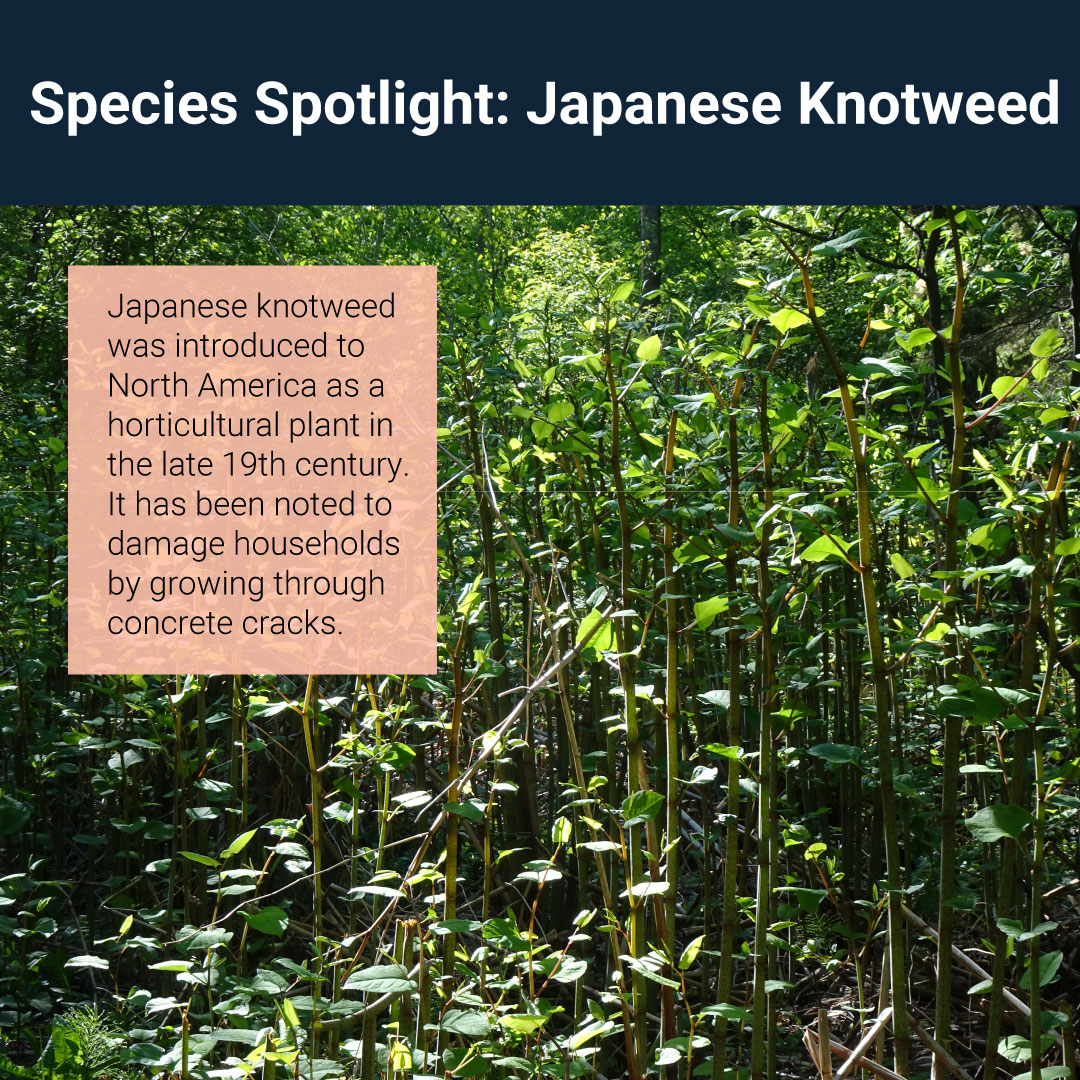 MVCAuthority's tweet photo. Learn how to identify Japanese knotweed! Look out for hollow, smooth, purple-to-green stems and oval-to-triangular leaves with a pointed tip and flat base. It grows in large bamboo-like clumps and can reach heights of 1-3 m (3-10 ft). #InvSpWk https://t.co/2H5QoW724l