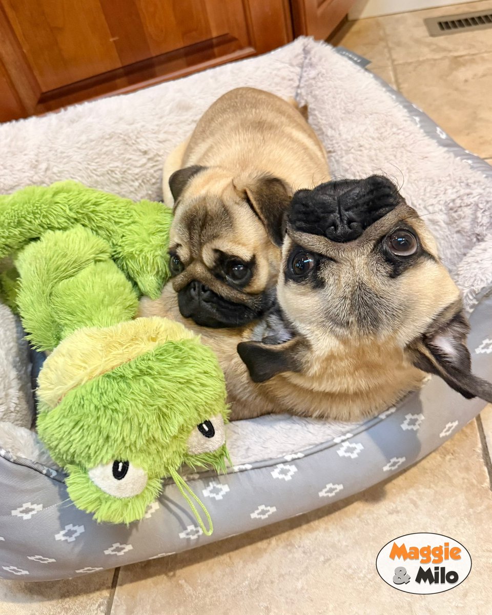 Maggie & Milo the Pugs tweet media