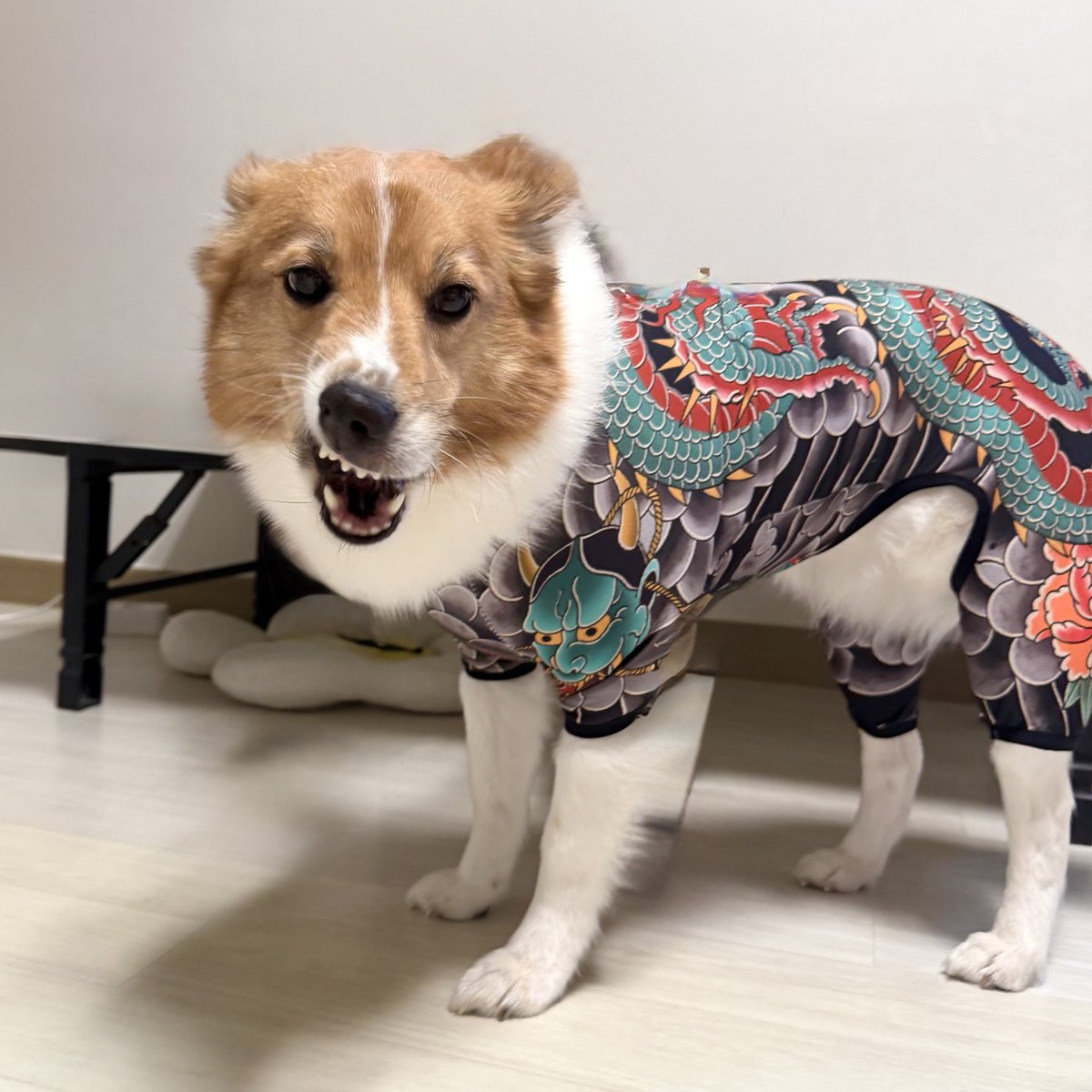 ★★★★☆

화제의 이레즈미 일진견 옷을 입혀봤는데
강아지가 뭔가 불량스러워졌어요
효과 있는 듯해요
말을 너무 안들어서 별 하나는 뺍니다

“다들 눈 깔아”