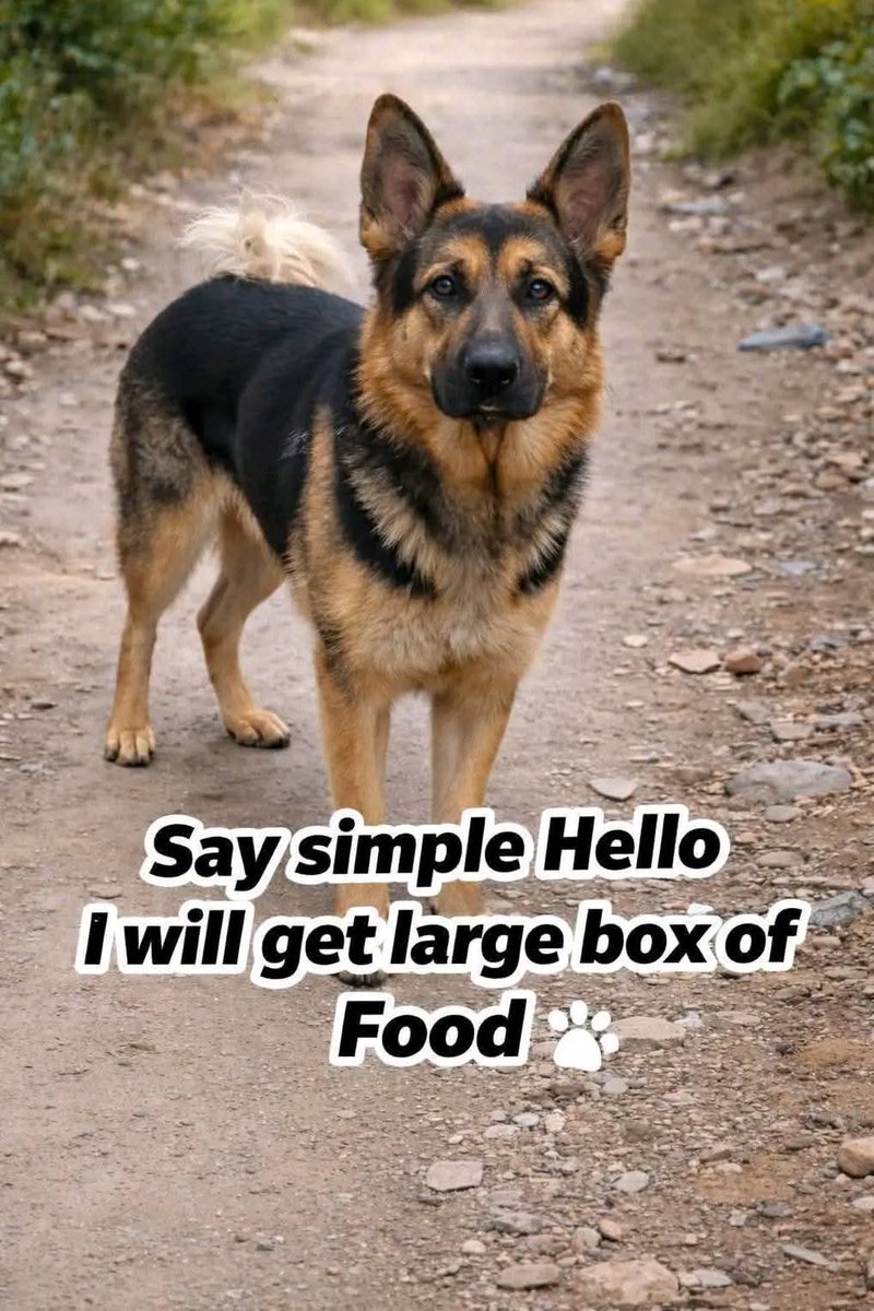 Popularpuppies © tweet media