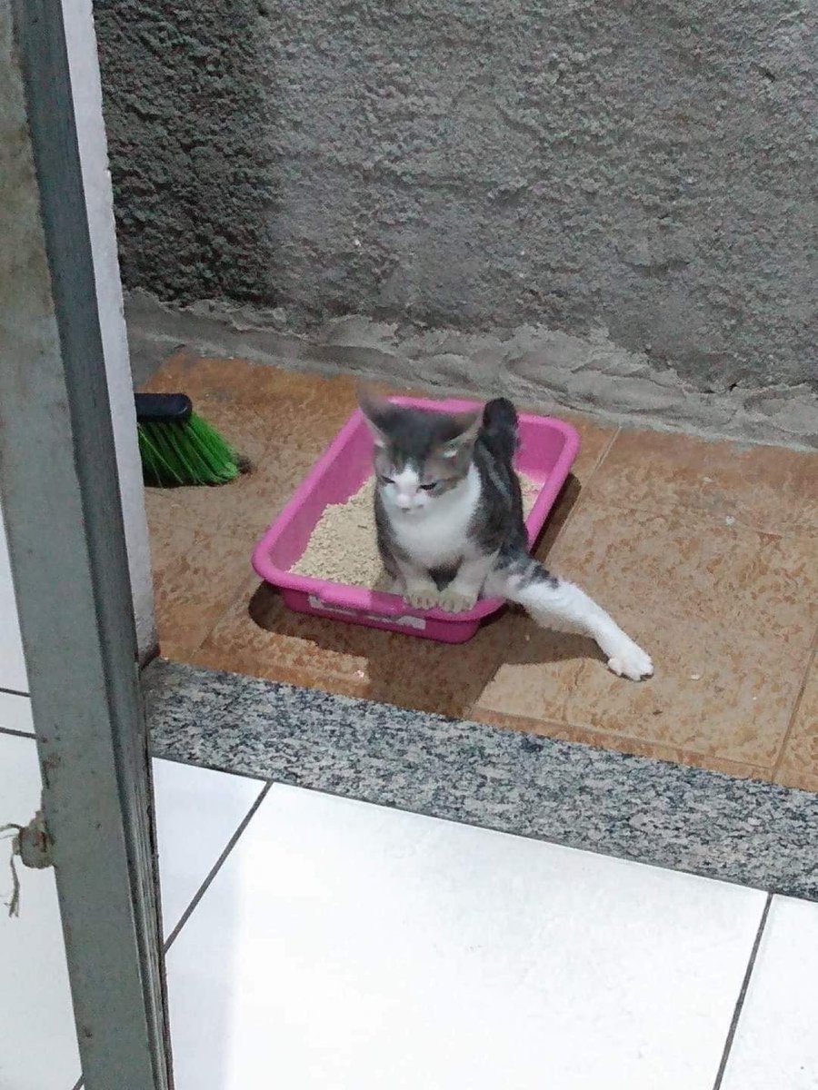tomiezequiel15's tweet photo. Cuando vas a un baño publico y la puerta no tiene cerradura https://t.co/3WPNHLNwOi