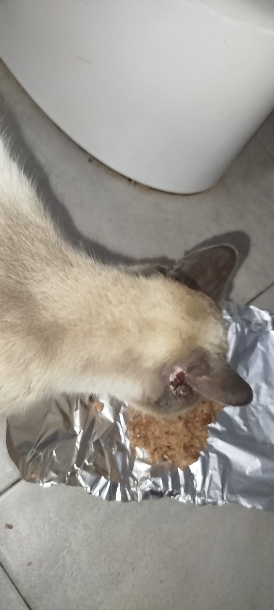 AcofalX's tweet photo. Este gato apareció ayer en el parque empresarial  de Elche (Alicante) Necesita una buena familia. Es súper bueno , tiene que ser de alguien porque se deja hacer de todo, hasta lo desparasité ayer con effipro🤦🏽‍♀️ .
Contacto 601267353 https://t.co/sCaFyBgEQl