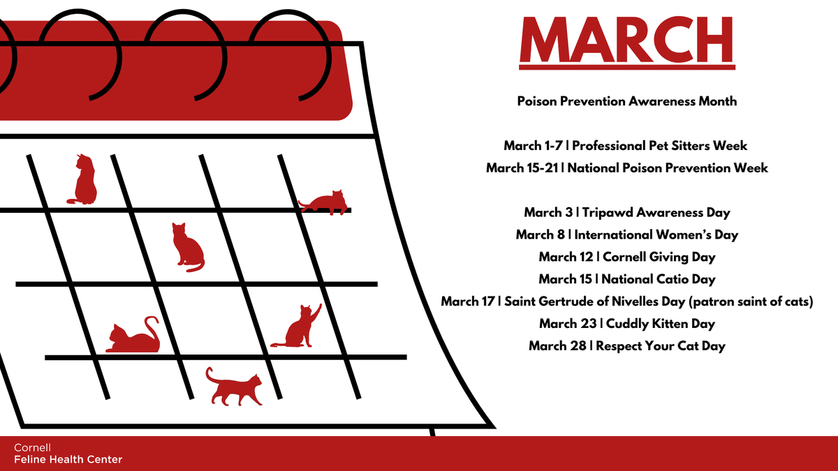 Cornell Feline Health Center tweet media