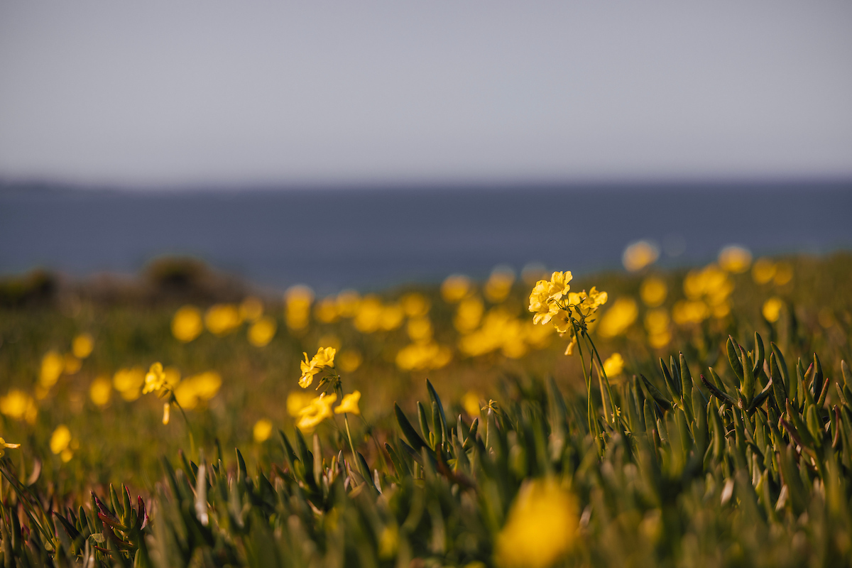 Cal State Monterey Bay tweet media