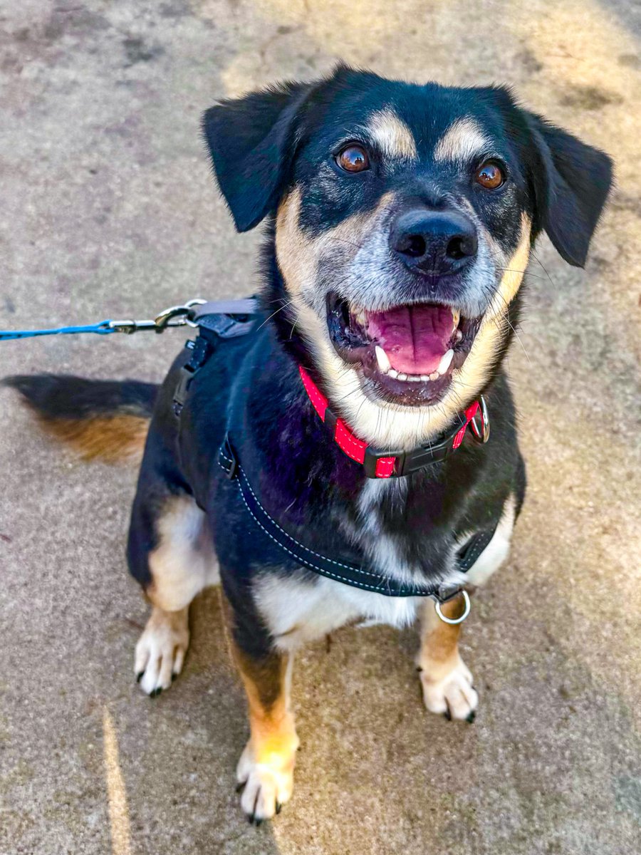 PetCircleWaco's tweet photo. Remember Markowski? | 4 yrs | 38 lbs | Ready for a home
βοΈ Knows sit & spin
βοΈ Catches treats mid-air
βοΈ Loves balls & rubber bones
βοΈ Learns quickly
Come meet him at Pet Circle TODAY.
#wacotexas #wacotx #petcirclewaco #offthecircle #adoptdontshop #fosteringsaveslives https://t.co/xtIFWNN85e
