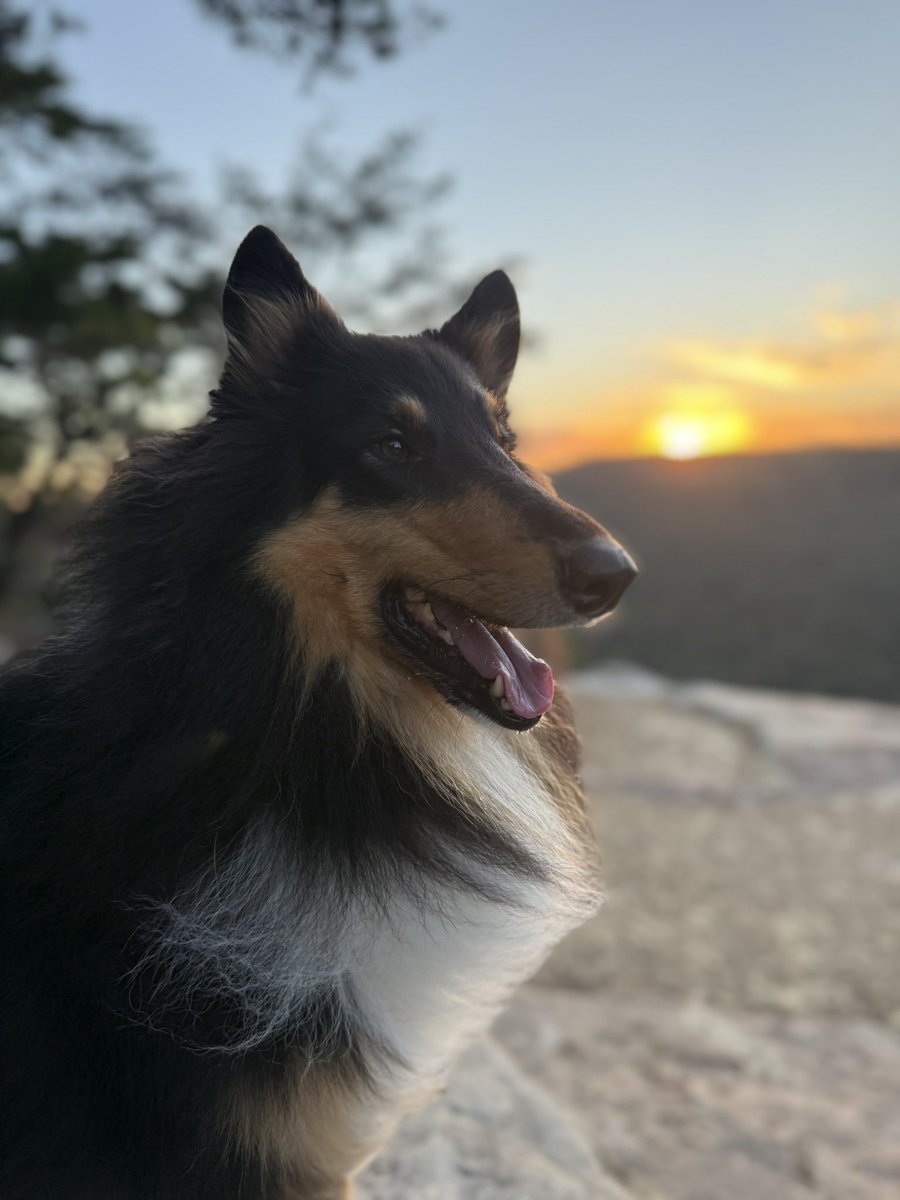 Dogs for NephMadness tweet media