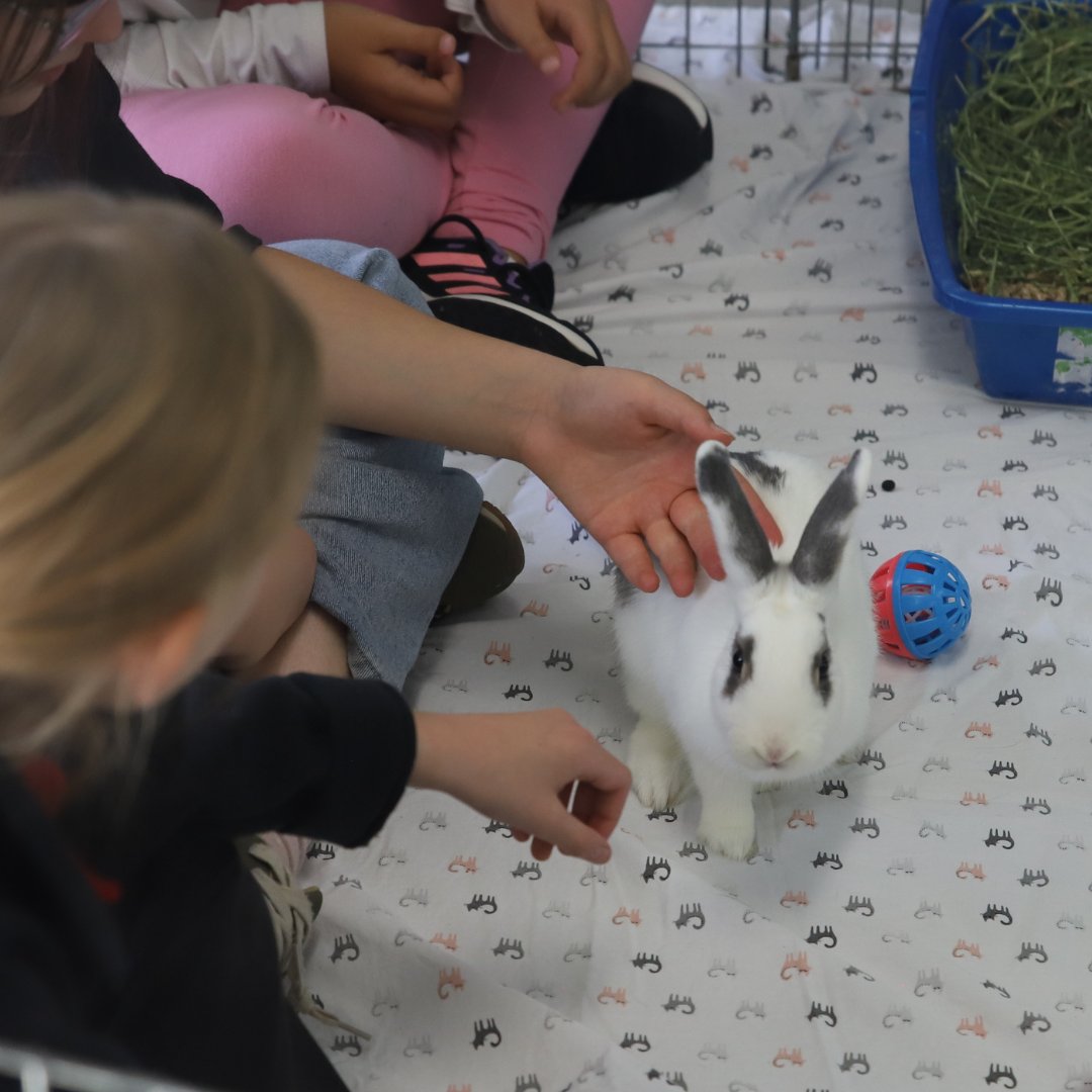 CalgaryHumane's tweet image. Summer Camp registration is OPEN! 🌞🐾

Give your young animal lover a summer of hands-on activities, animal meet-and-greets, and compassion in action. Spots fill fast.

Register now: calgaryhumane.ca/day-camps/
#YYC #SummerCamp #CalgaryHumaneSociety
