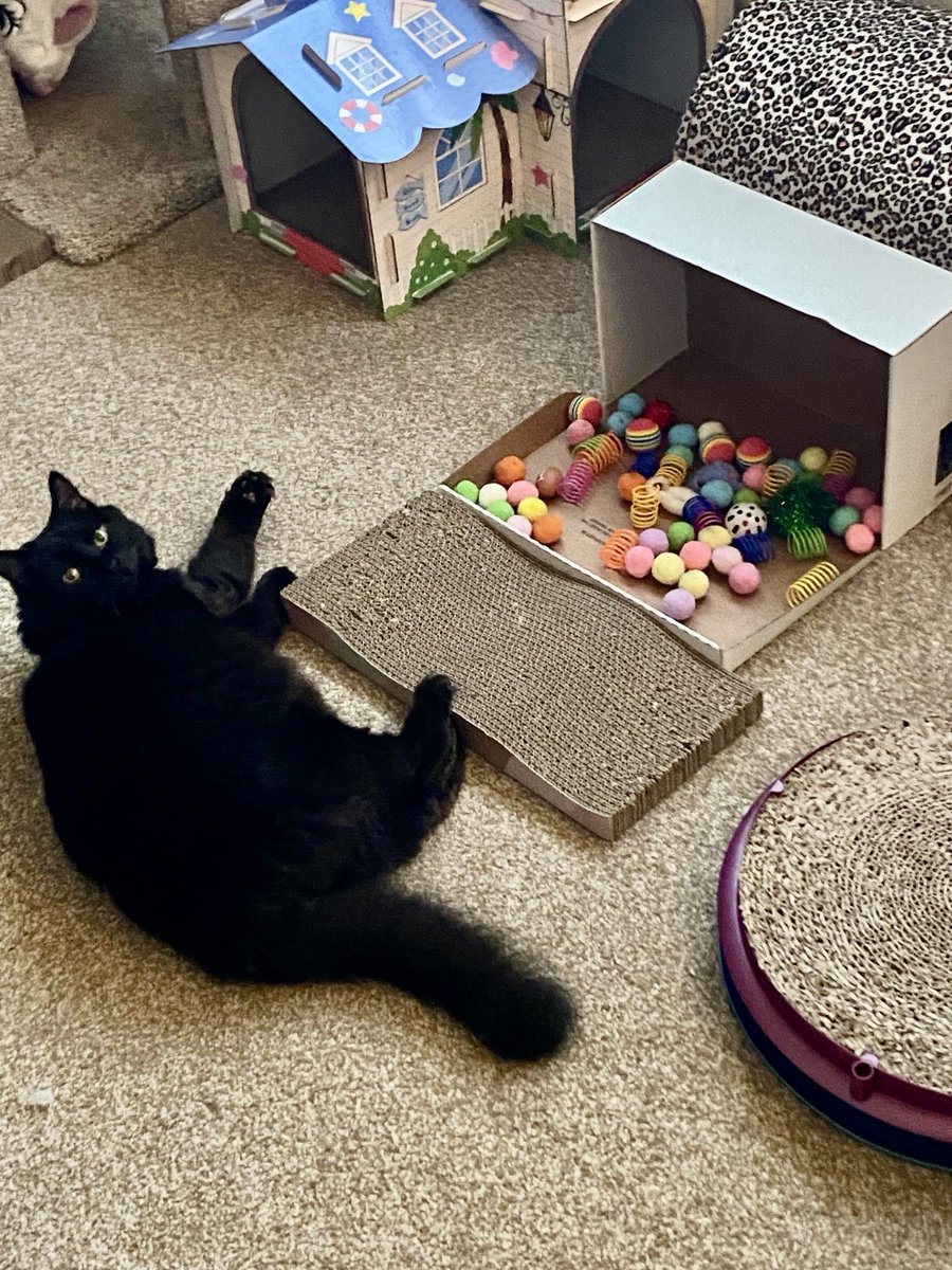 MemeCat99014509's tweet image. 🐾I have my 🧸 🗃️ &amp;amp; cat scratcher 
     close together, so I can play &amp;amp; 
     have a 💅. So convenient.🐾☺️

    😺Happy #CatBox Sunday!📦 
          🐾🖤~Sabrina🐈‍⬛ 

#CatsOfX #CatsOfTwitter #Hedgewatch #AnimalLover #BlackCats #Cats #PetsOfX
