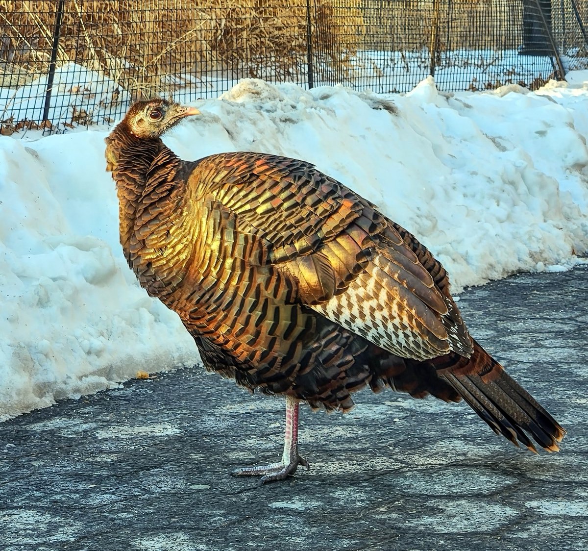 Manhattan Bird Alert tweet media