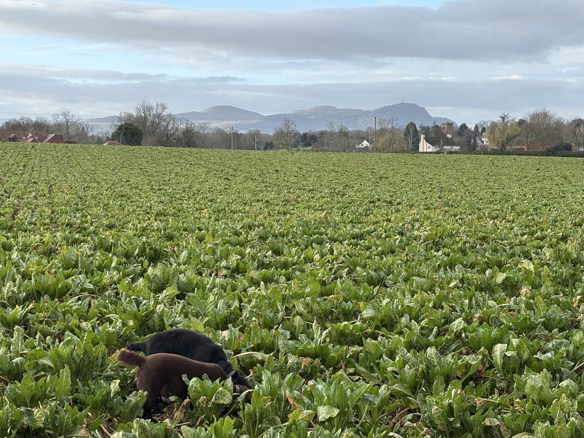 johnnyjones99's tweet image. Nice to have had a few dry days, makes the dog walk a better. Welsh hills in the background, village church just about visible. Not long before they lift the fodder beet I’d say.