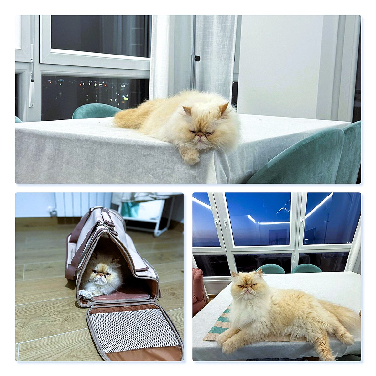 KatySnchez's tweet image. Lucas en salsa. #mascotas #gatos #gatoPersa