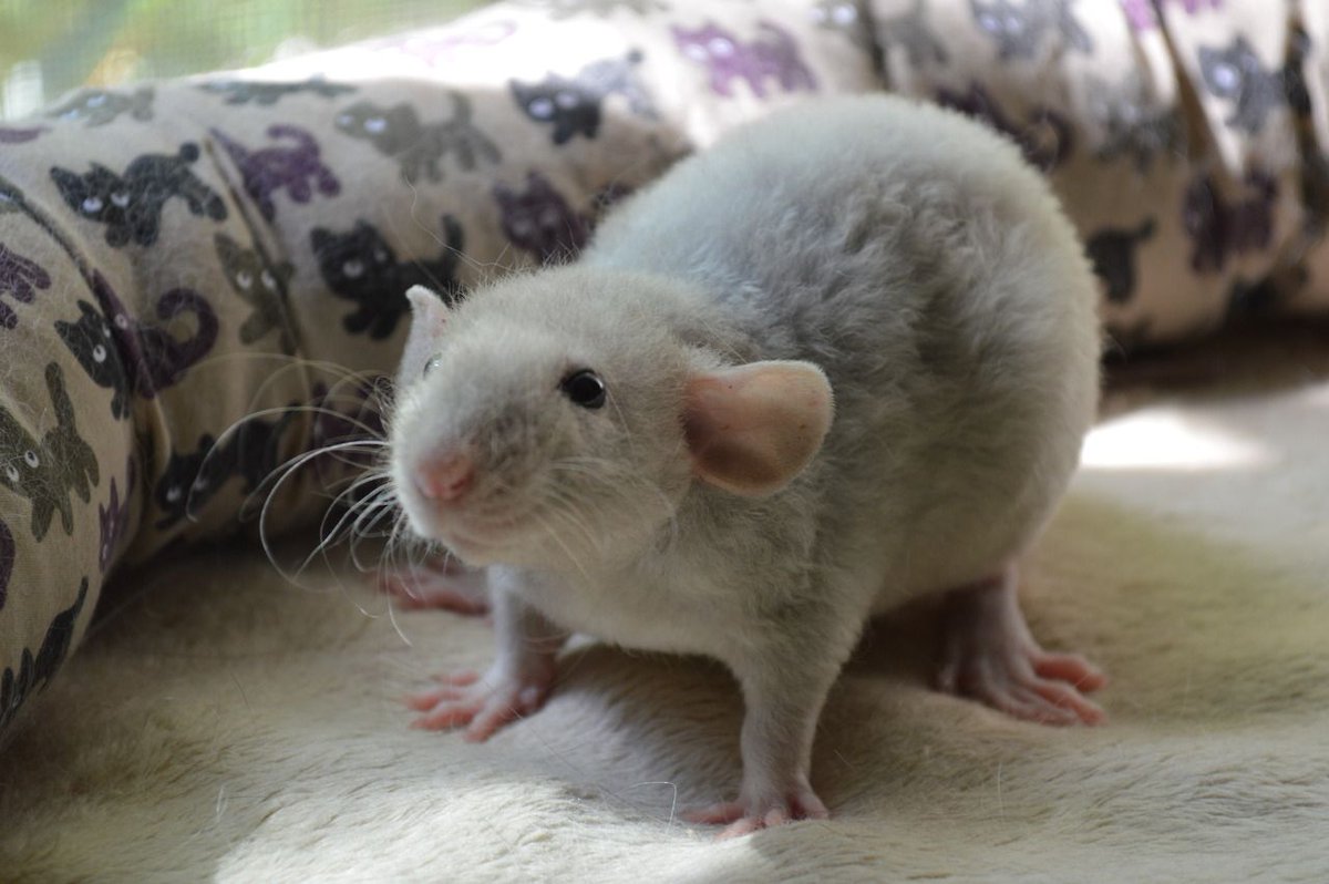 LegalizeRats's tweet photo. Rats are forever in the pushup position. 

This explains their incredible strength https://t.co/mbqthVbOOI
