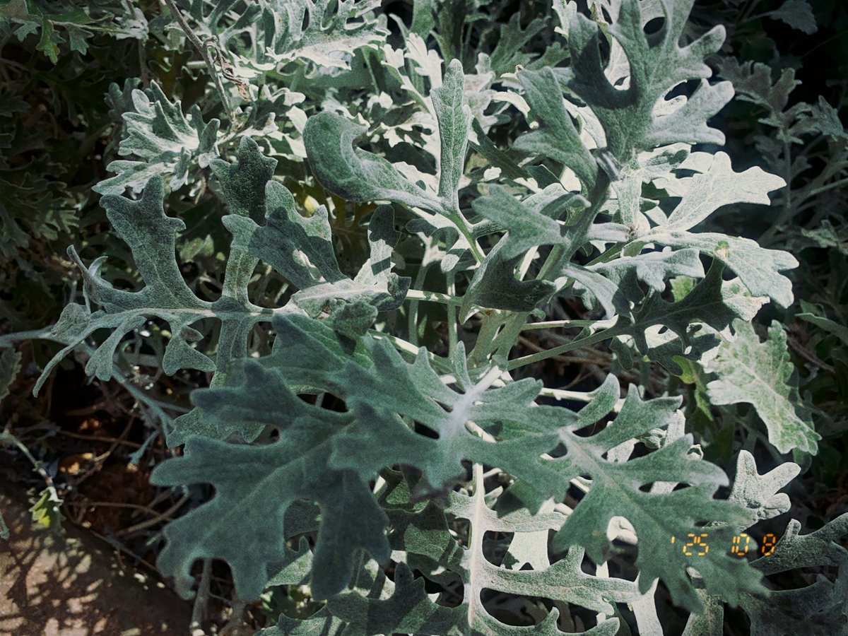 krimo 🫧 tweet media