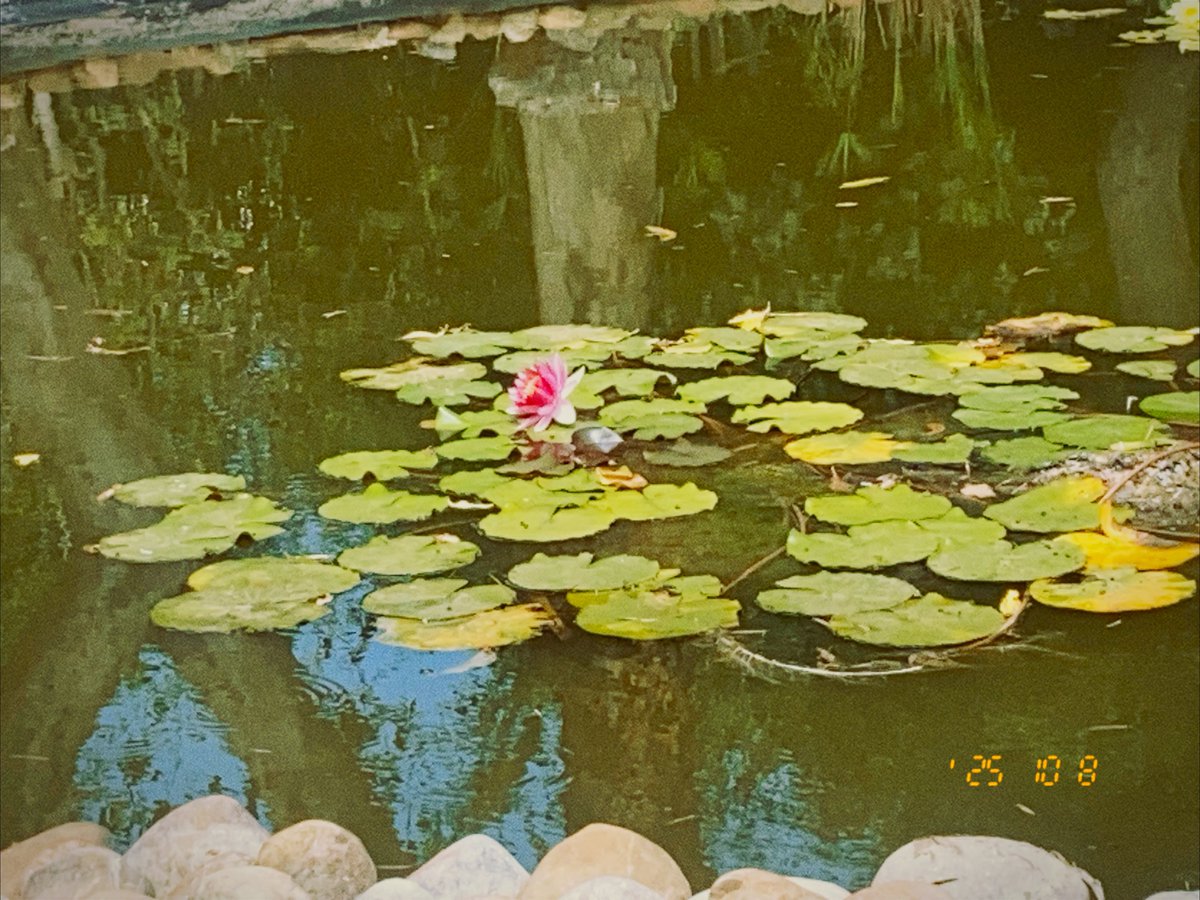 krimo 🫧 tweet media