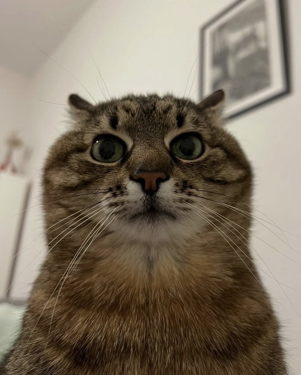 dolratta 🇺🇦 tweet media