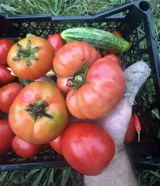 Fatih Çolak tweet media