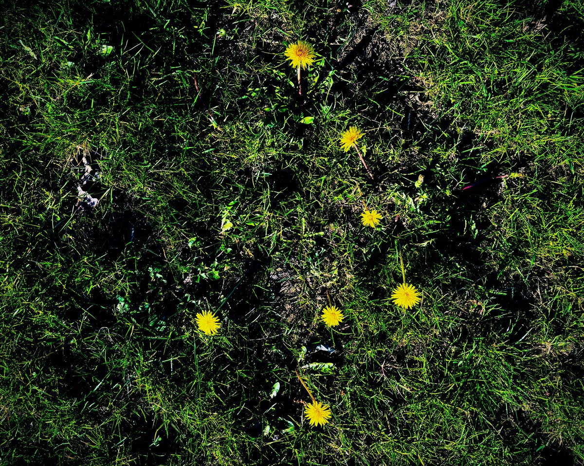 Génesis

La primavera se insinúa 
en los parques:
salen flores.

Las primeras, inaugurando la tierra.
Son todavía escasas. Hacen de presentimiento. Anuncian.

Parecen en el firmamento de la hierba 
una constelación de estrellas.
Como si conociesen
que en el principio 
hubo luz.