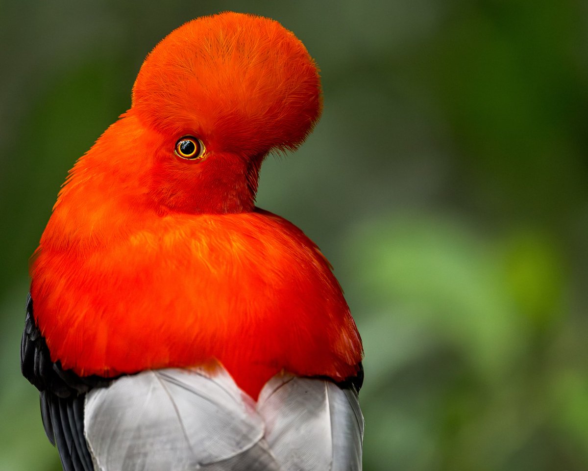 Ryan Shean tweet media