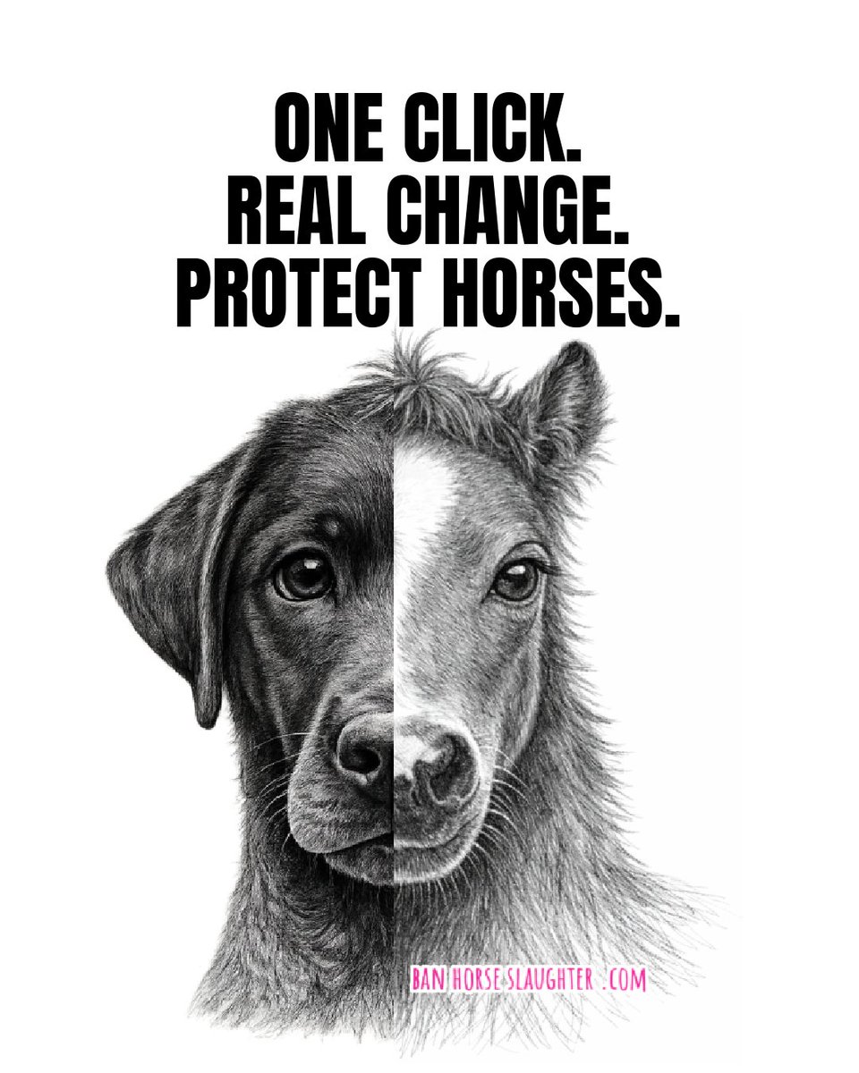 Ban Horse Slaughter tweet media