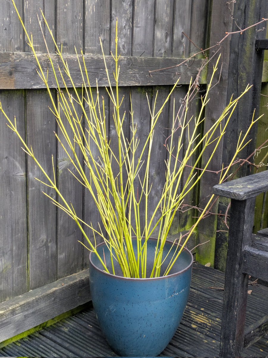 GardenSnippets's tweet photo. A quick trick that I use to brighten a dark corner at this time of year - if you have cornus, prune some branches, take a large pot and place an engineering brink (with holes) in the bottom, arrange your branches and you'll have a pot of sunshine on the greyest of days! 💛 https://t.co/Yyfas3m7Jc