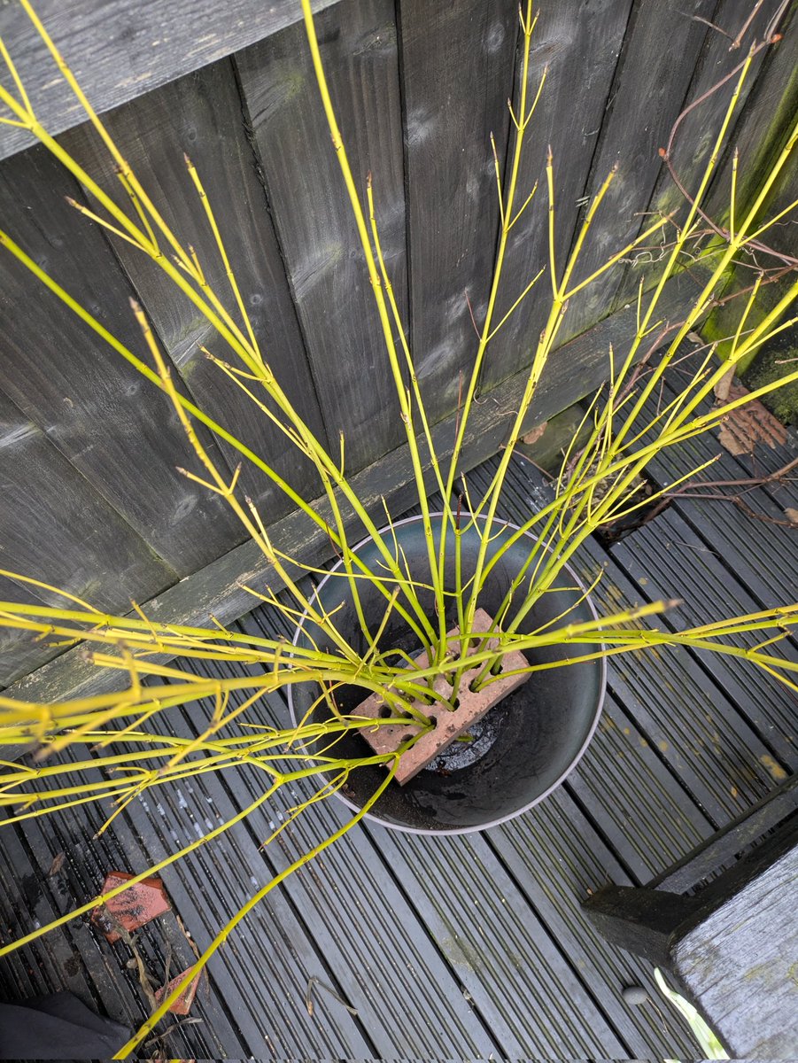 GardenSnippets's tweet photo. A quick trick that I use to brighten a dark corner at this time of year - if you have cornus, prune some branches, take a large pot and place an engineering brink (with holes) in the bottom, arrange your branches and you'll have a pot of sunshine on the greyest of days! 💛 https://t.co/Yyfas3m7Jc