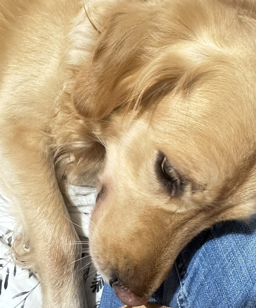 Benji is sleeping on my lap. Seeking comfort. We are listening to Hanuman chalisa 🙏