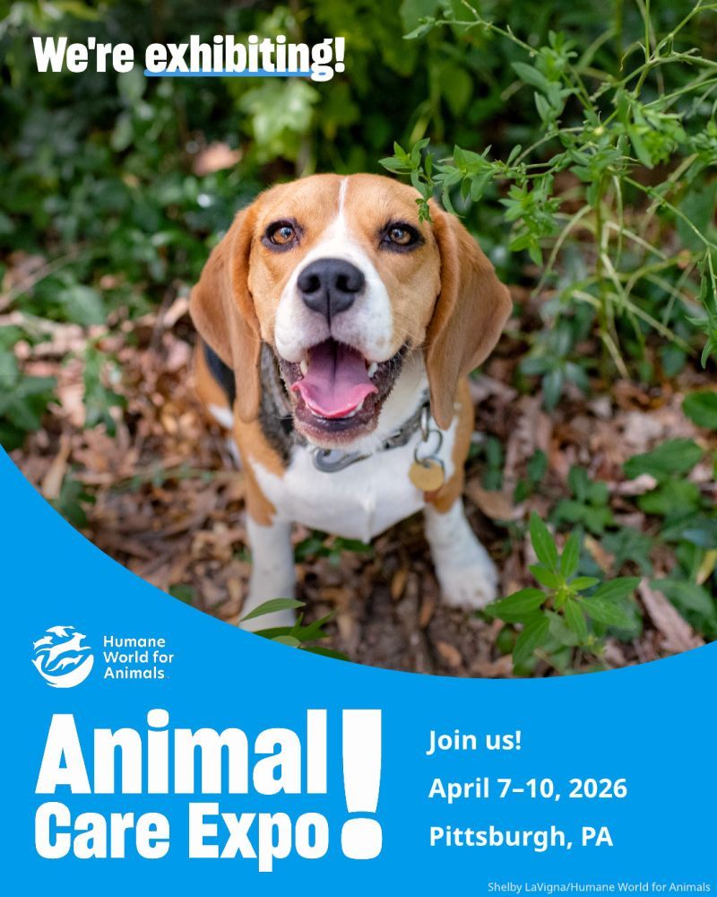 K9Grass's tweet photo. 🗓️ Join us April 7-10 in Pittsburgh, PA for #AnimalCareExpo. We're excited to connect with animal welfare professionals and volunteers from across the world and champion better solutions for the animals we all love! 🐾 Stop by booth #711 to meet our K9Grass team! 🐕‍🦺 https://t.co/8bq5MJAWwB