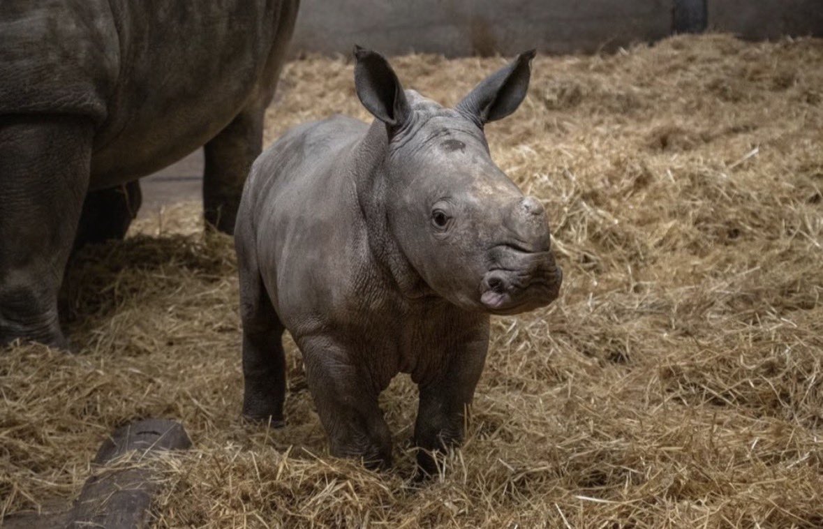 $Stanley

✅️The next wild animal will be worth 300M🔥

Ca: 2xMf8s3Se7ozRStUdM5oApAHaAEiXqKPEJjZZxxGpump