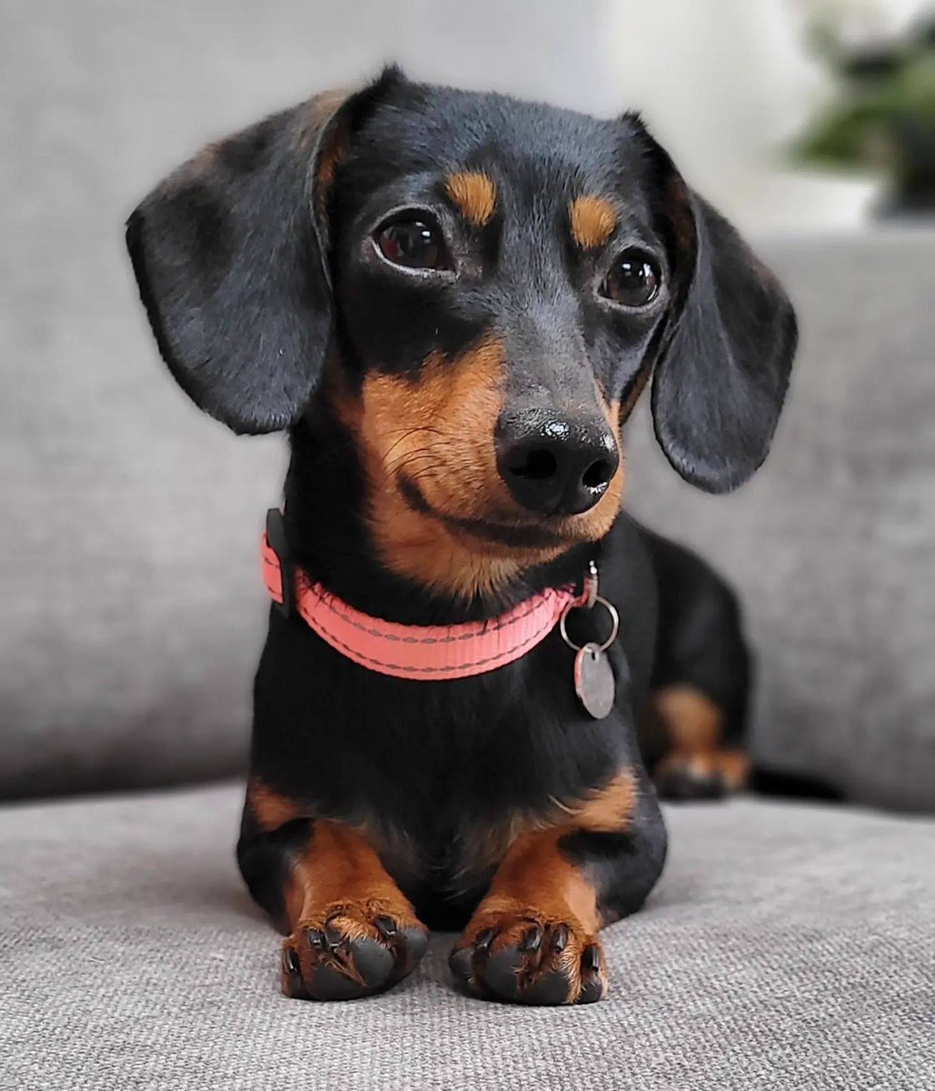Dachshund Lovers Club tweet media