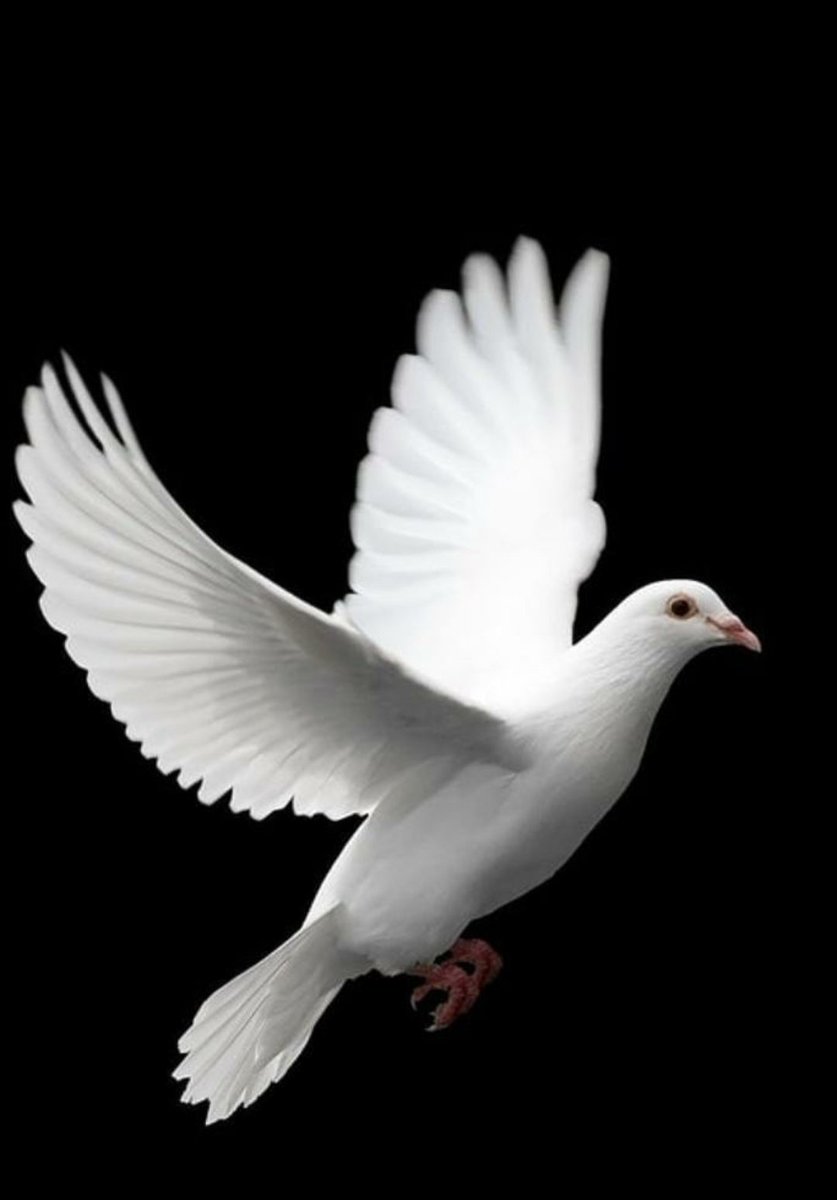 Elba Rosa Pérez Ballate 🌹🇨🇺🌴 tweet media