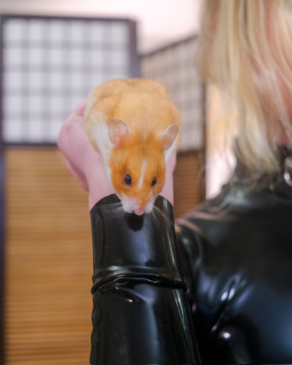 Felexiia tweet media