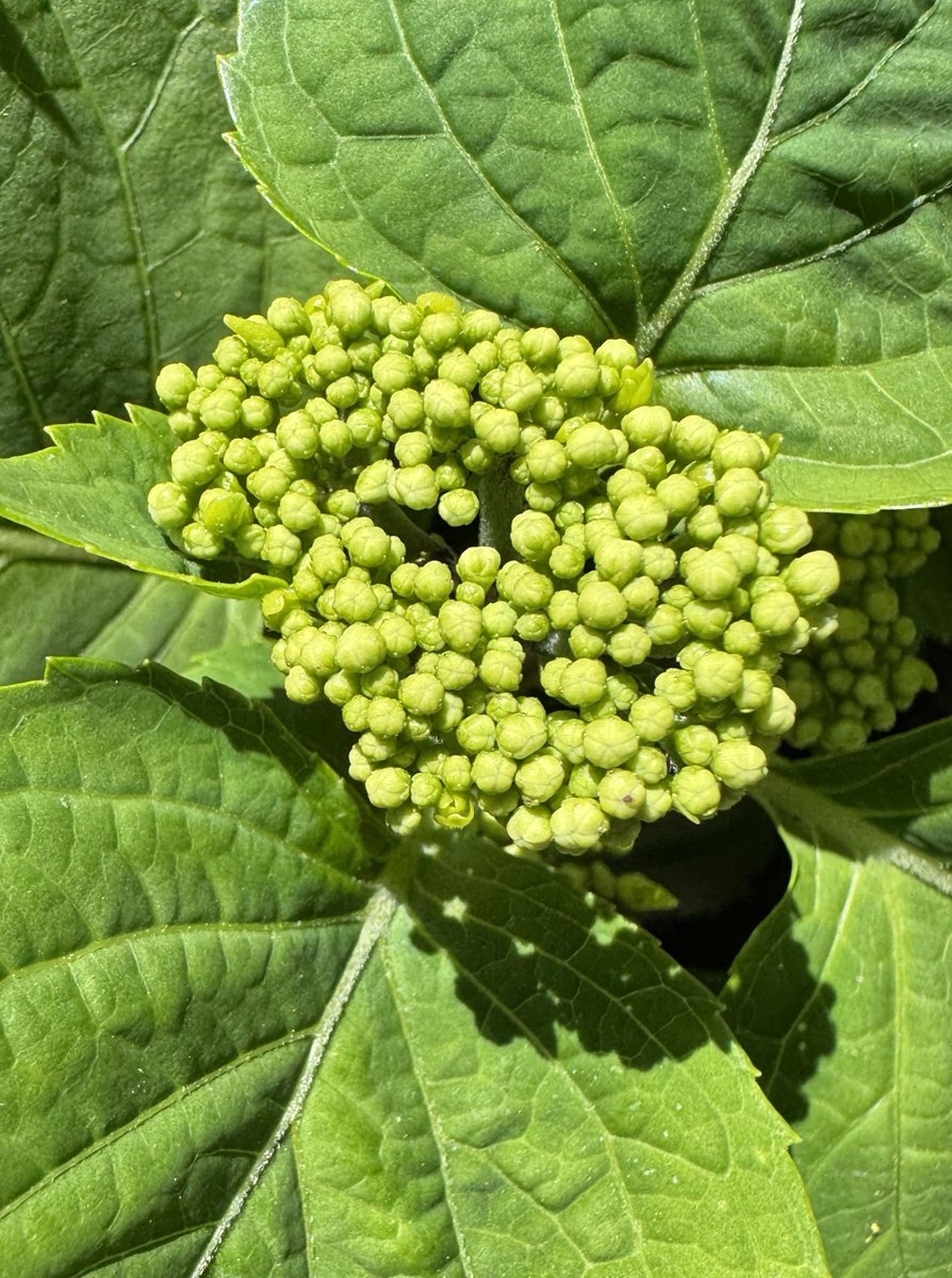 Shantha R. Mohan, Ph.D., DTM tweet media