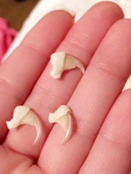 Cassandra🐾Wants🐾Claws tweet media