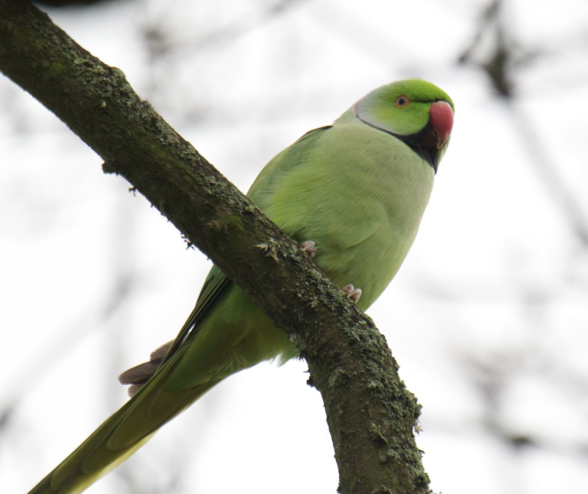 Tim Ridgeway tweet media