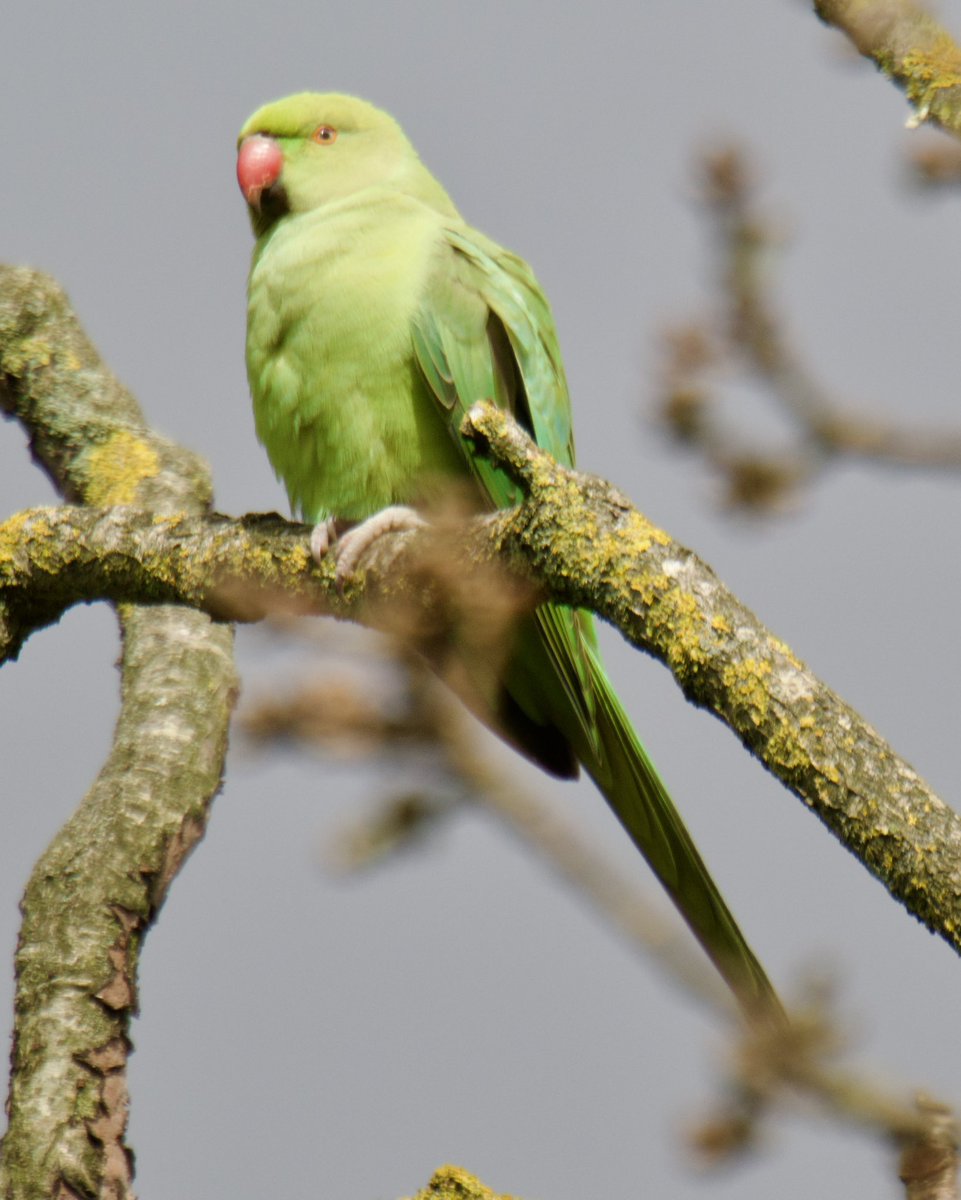 Tim Ridgeway tweet media