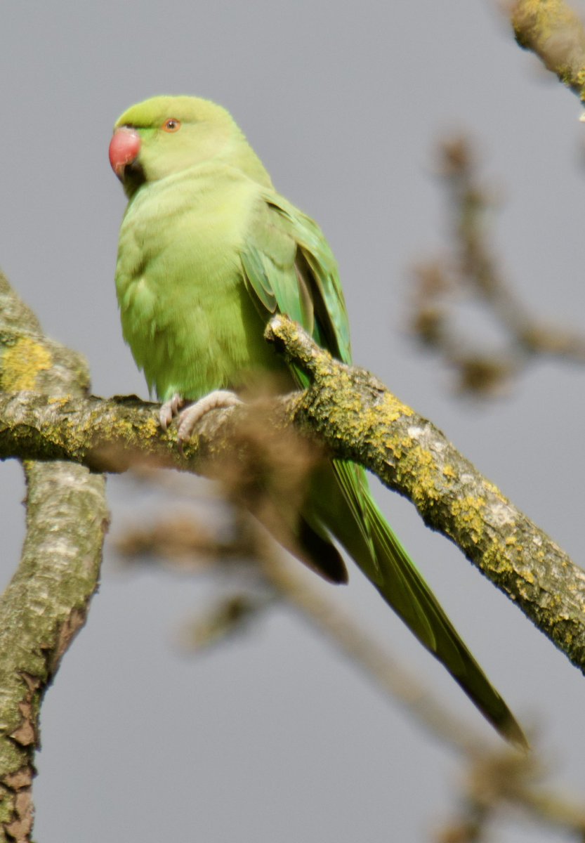 Tim Ridgeway tweet media