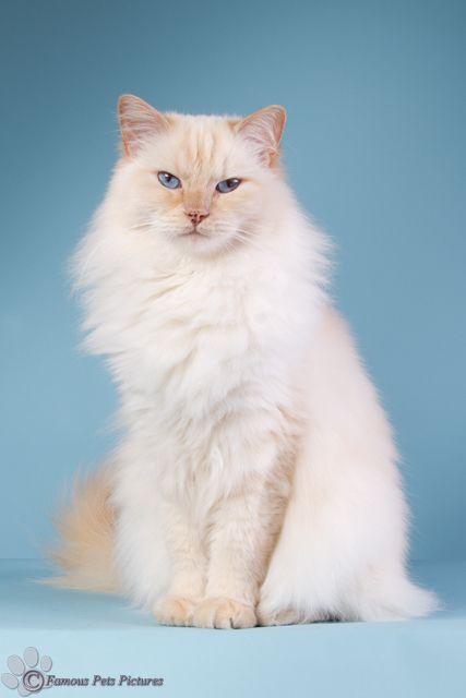 Verlaine gato (Catlaine? )