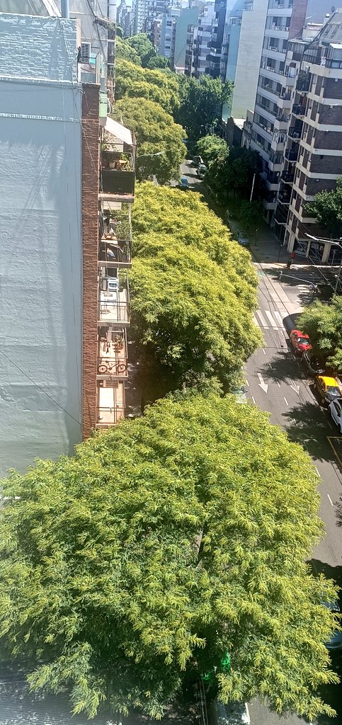 CondeWhisky's tweet photo. Hace unos años atras, un juez de la ciudad de Bs As condeno a cuna constructora a plantar 50 árboles por haber derribado uno, hoy esa condena se transforma en legado,Av  Directorio tiene una arboleda frondosa,  hermosa y abundante.
Gracias Su Señoria, no se su nombre ❤️😅💪🏻 https://t.co/CwDmL04VvN