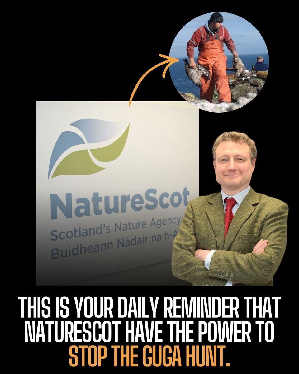ProtectTheWild_'s tweet image. Take one minute to ask NatureScot to stop the Guga hunt: protectthewild.org.uk/gannet-petitio…