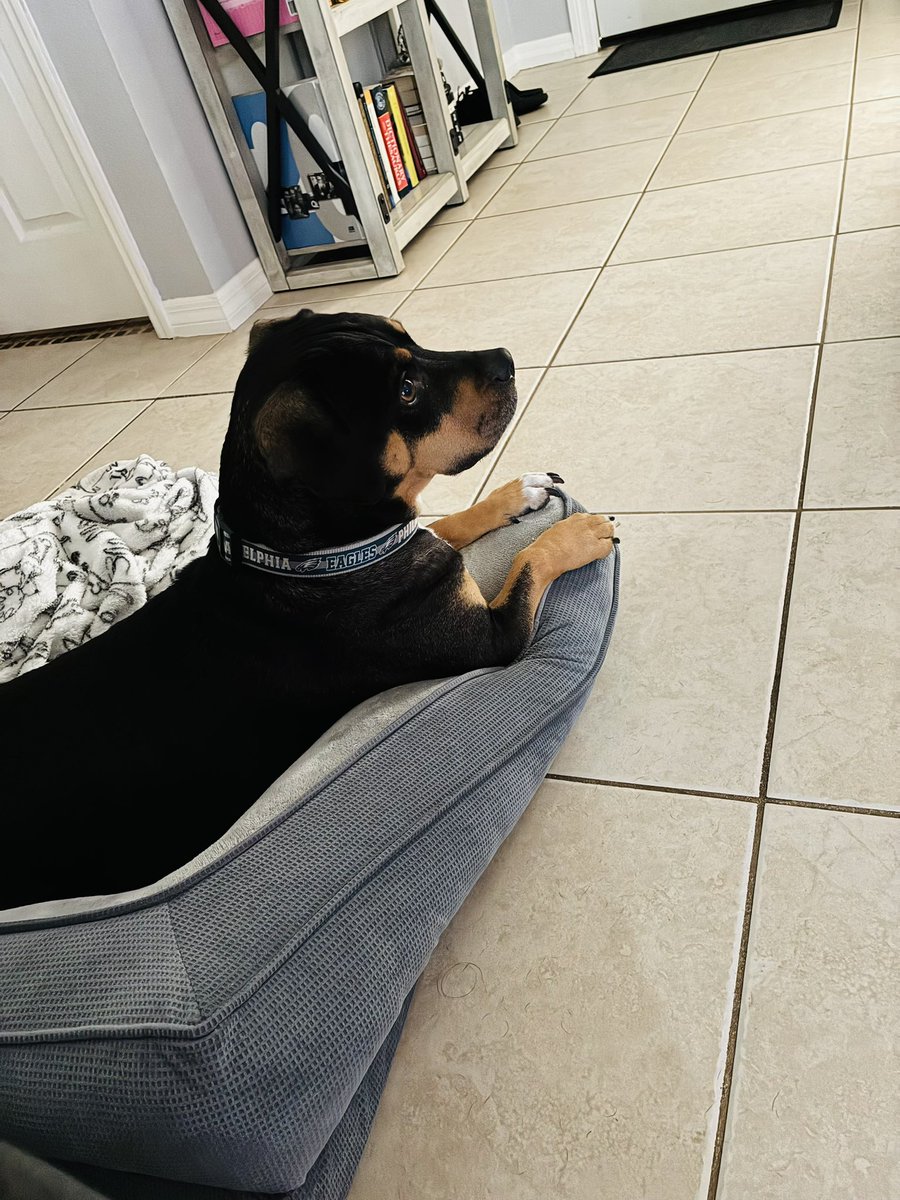 marcothepup's tweet photo. I’m being good! 😇 So can I please get a treat?! 🥰🐶 https://t.co/ML2yDOGdWV