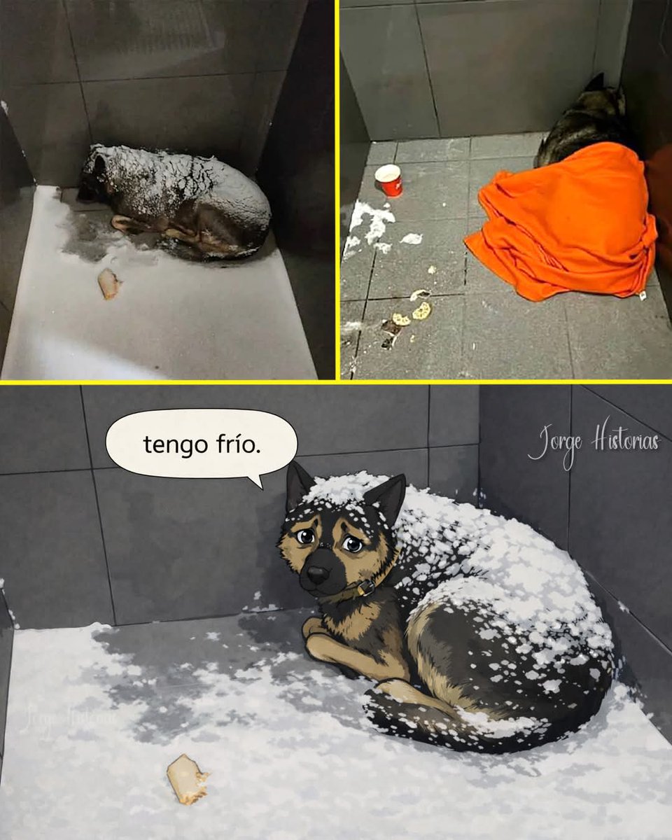 Animalesaprieto's tweet photo. Un repartidor cubrió con una manta a un perrito que pasaba frío y lo despidieron.

En Chelyabinsk, Rusia, un perro llamado Dodobonya llevaba más de un año viviendo cerca de una tienda de Dodo Pizza. Los empleados lo alimentaban, le daban agua y en invierno, intentaban mantenerlo protegido del frío. Para ellos no era solo un animal más en la calle, era parte del día a día del local.

Pero cuando llegó un nuevo gerente, ordenó que nadie volviera a cubrir al perro ni a permitirle estar cerca de la tienda. Poco después, uno de sus repartidores decidió cubrirlo con una manta para que no pasara frío. Las cámaras captaron el momento y según reportes posteriores, fue despedido.

La noticia provocó una reacción fuerte en redes. Clientes comenzaron a cancelar pedidos y a exigir explicaciones. Días después, el fundador de la empresa pidió disculpas públicamente por lo ocurrido.

Fue tanta la reacción pública y las críticas en redes que el empleado despedido fue finalmente reincorporado, y la empresa anunció que revisaría la situación.

En cuanto a Dodobonya, el perrito siguió siendo atendido por personas de la zona. La historia generó tanta atención que varios ciudadanos ofrecieron ayuda y apoyo.