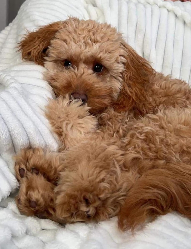 MissingPetsGB's tweet photo. ALBIE cockerpoo went #missing 4 April 2024 from Poppy Avenue, Netherton #HD4
ALBIE is now believed stolen. He was wearing a shark collar with a yellow bow. He is chipped & neutered. He was not from the area- have you seen Albie?
#stolendoghour https://t.co/4waxowP3Uu
