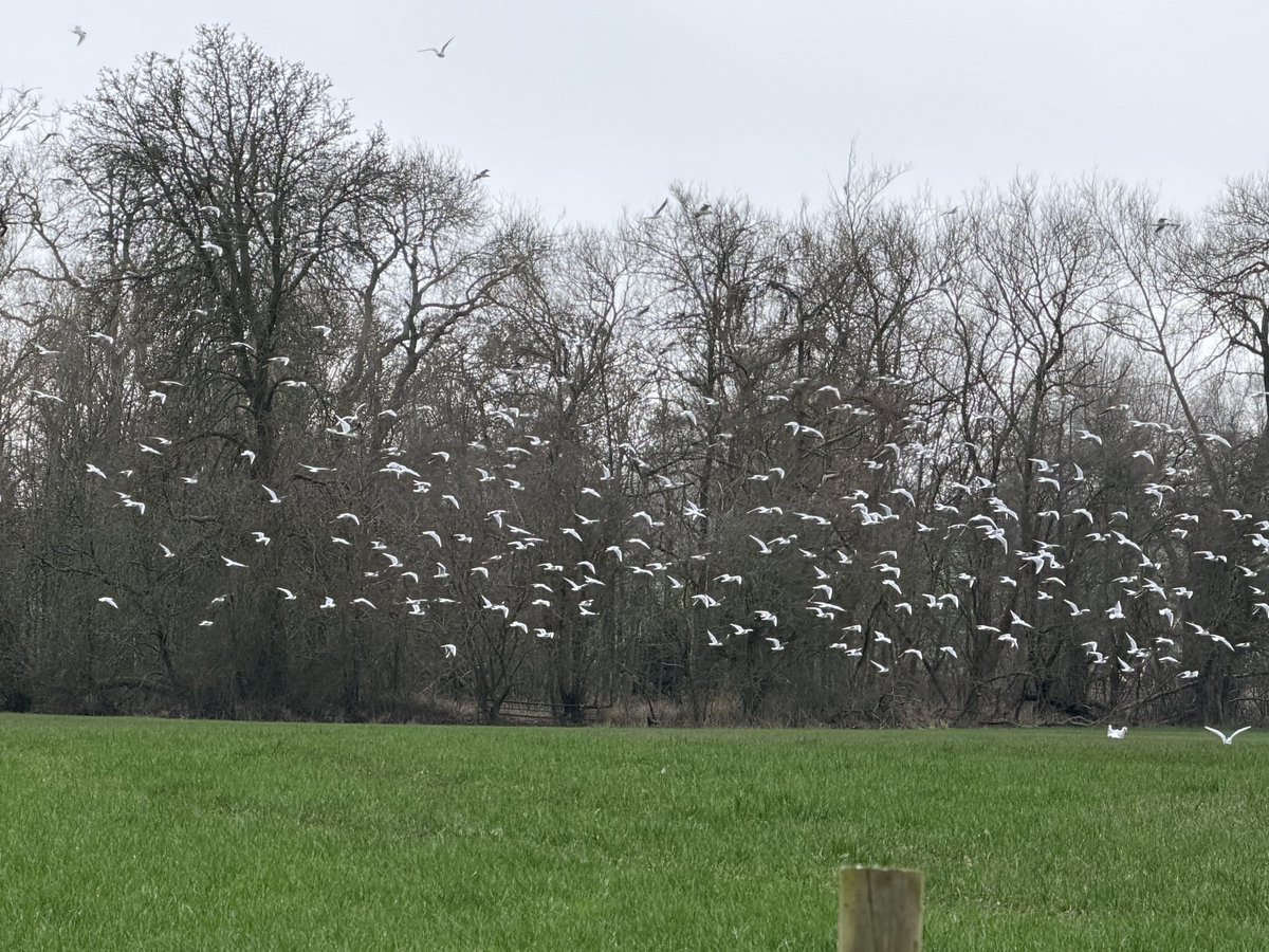ManelRoura's tweet image. My walk today… a very interesting 7.3 mile circular route at Whittington (Oswestry) along fields and the Llangollen canal #Shropshire with a visit to the castle at the end.