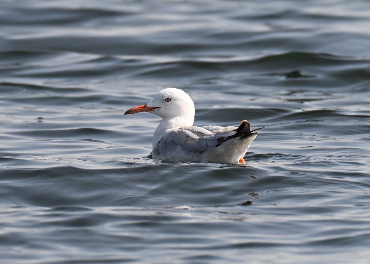 Adrian Dutt tweet media