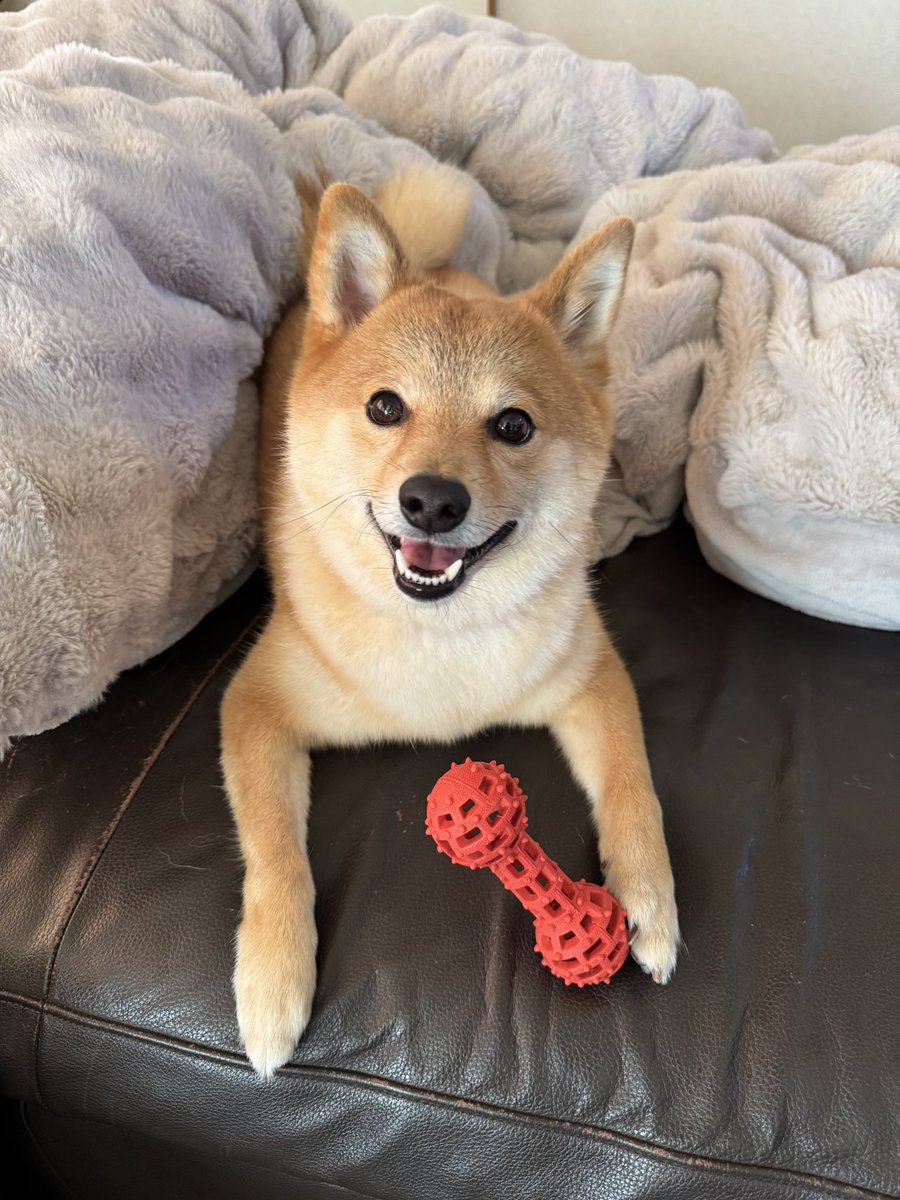 トンボ tweet media