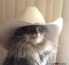 TH3BLACKCAT2000 🆖 tweet media