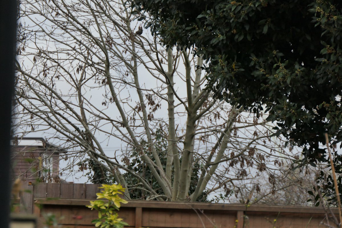 Nikki Nisbet tweet media